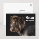 Search for yorky postcards Puppy