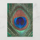 Search for peacock feathers postcards Colourful