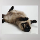 Search for himalayan cat posters Animal