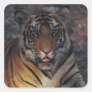 Search for tiger close up stickers Outdoors