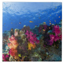 Search for coral reef tiles Underwater