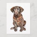 Search for chocolate lab cards Cute dog