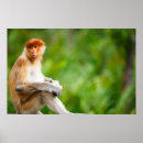 Search for borneo posters Monkey
