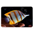 Search for beaks magnets Yellow