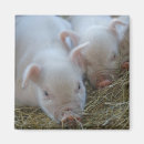 Search for barnyard magnets Pigs