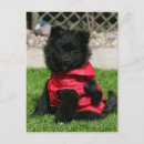 Search for spitz dog postcards Pomeranian