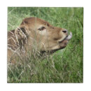 Search for cow and calf tiles Farm animal