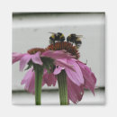 Search for bumblebee magnets Insect