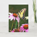 Search for swallowtail cards Nature