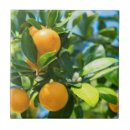Search for orange fruit tiles Florida