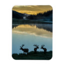 Search for bull elk magnets Colorado