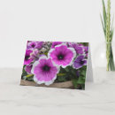 Search for petunias cards Summer
