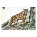 Search for angry tiger posters Animal