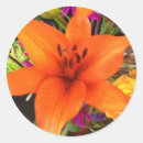Search for tiger lily stickers Flower
