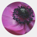 Search for anemone flower stickers Nature
