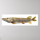 Search for pike fishing posters Northern