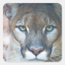 Search for pumas stickers Wildlife