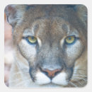 Search for puma stickers Wildlife