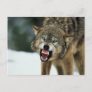 Search for animals of north america postcards Outdoors