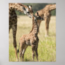 Search for giraffe pattern posters Animal