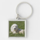 Search for sheepdog key rings Domestic animals