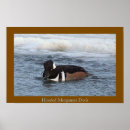Search for merganser duck Ducks