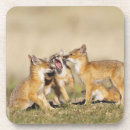 Search for vulpes Swift fox
