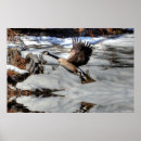 Search for canada goose posters Birds