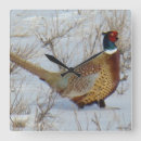 Search for pheasant photography Hunting