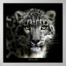 Search for snow leopard art Leopards