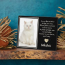 Search for black cat and bridge In loving memory