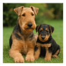Search for airedale art Puppy