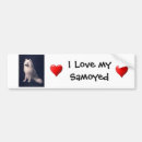 Search for samoyed bumper stickers Sammie