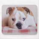 Search for bulldog mousepads English bulldog puppy