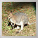 Search for wallaby posters Aussie
