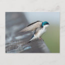 Search for tree swallows postcards Tachycineta bicolor