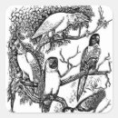 Search for tropical bird stickers Black