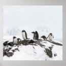 Search for antarctica penguin posters Snow