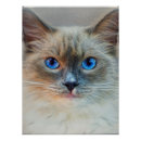 Search for siamese cat art Portrait
