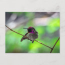 Search for annas postcards Animal