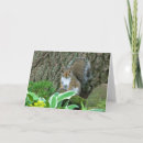 Search for squirrel easter cards Wildlife