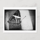 Search for antennae postcards Wings
