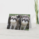 Search for osprey bird cards Ospreys