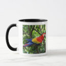 Search for scarlet macaw mugs Wildlife
