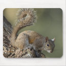 Search for gray squirrel mousepads Sciurus carolinensis