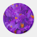 Search for crocuses magnets Nature