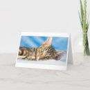 Search for cat rescue christmas cards Kitty