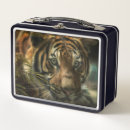 Search for tiger food storage Big cats