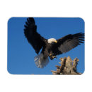 Search for birds of prey magnets Predator