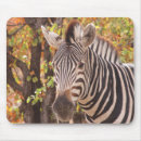 Search for white zebra stripes mousepads Safari